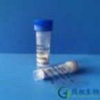 Apelin-12/Preproapelin (66-77)/Apelin Precursor (66-77)/(Des-Gln1)-Apelin-13