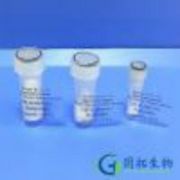Annexin A1 (1-11)/Calpactin II (1-11) (dephosphorylated)