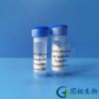 ACTH (7-38)/Corticotropin-Inhibiting Peptide (CIP)