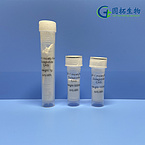 GLP-1 moiety from Dulaglutide