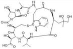 Phallacidin