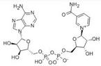 β-NAD (Nicotinamide Adenine Dinucleotide )