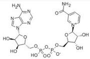 β-NAD (Nicotinamide Adenine Dinucleotide )