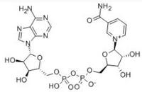 β-NAD (Nicotinamide Adenine Dinucleotide )