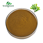Wellgreen?Factory?Supply?Organic?Iodine?Fucus?Alga?Vesiculosus?Powder?Bladderwrack?Extract