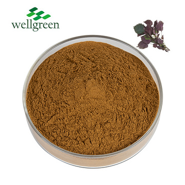 Leaf Seed Folium Perillae Frutescens Fructus Manufacturers Powder Fruit Purple Common Herb Perilla E