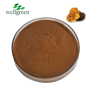 Organic Common Fungus Morin Powder Sang-Hwang Messima Champignons Phellinus Linteus Mushroom Extract