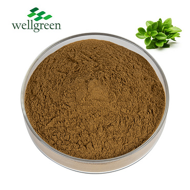 Thymus Vulgaris Leaf Powder Mongolicus Ronn Iso Common Liquid Pure Serpyllum Thyme Extract