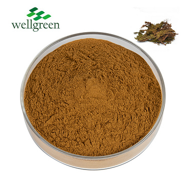 Natural Huperzia Serrata Leaf Extract CAS 102518-79-6 Powder Huperzine A 1%-99% Huperzine-A