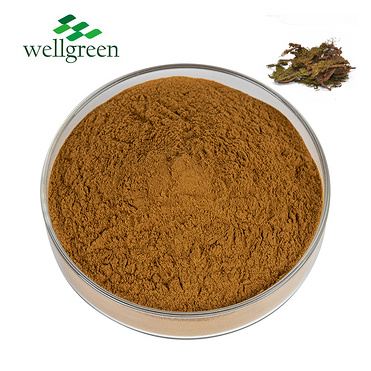 Natural?Huperzia?Serrata?Leaf?Extract?CAS?102518-79-6?Powder?Huperzine?A?1%-99%?Huperzine-A