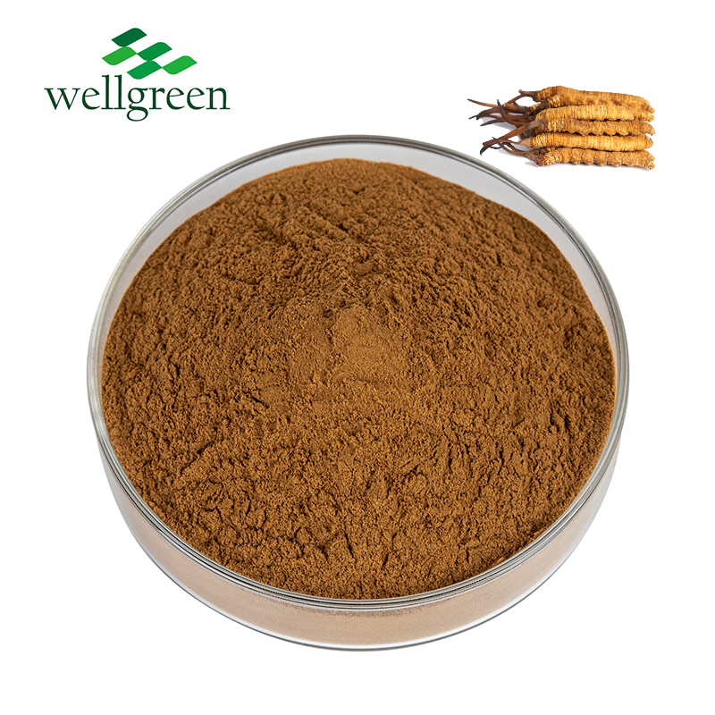 Powder Polysaccharide Militaris Organic Mushroom Chinese Caterpillar Fungus Extracts Cordyceps Sinen