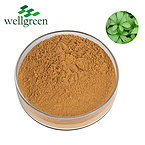 Gynostemma Pentaphyllum Extract 80%, 98% Gypenosides (UV)