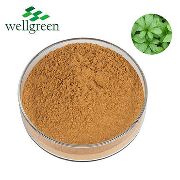 Gynostemma Pentaphyllum Extract 80%, 98% Gypenosides (UV)