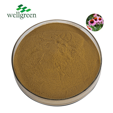 Echinacea Extract 4.0% Polyphenol (UV)