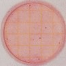 3M Coliform test tablets (1ml)