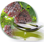 Grape Seed Oil