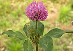 Red Clover Extract