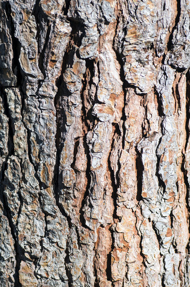 Pine Bark Extract