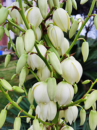 Yucca extract
