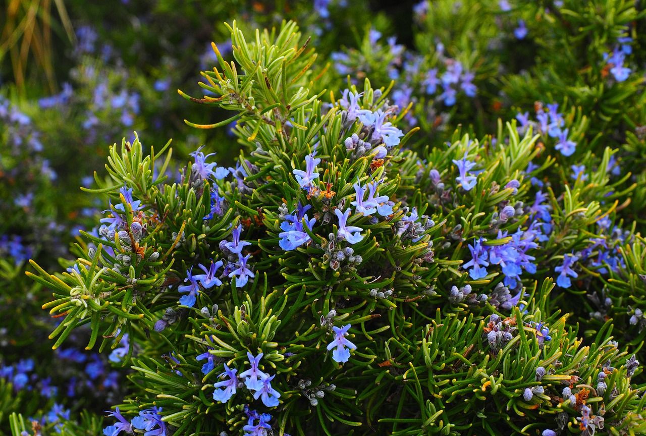 Rosemary extract