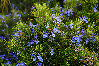 Rosemary extract