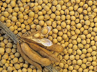 Soybean extract