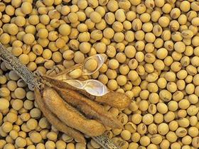 Soybean extract