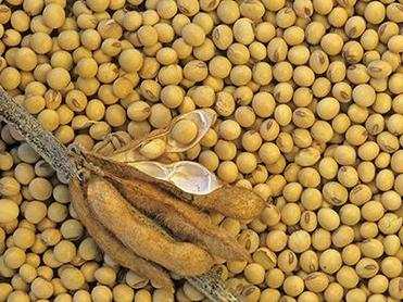 Soybean extract