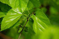 Mulberry Leaf Extract