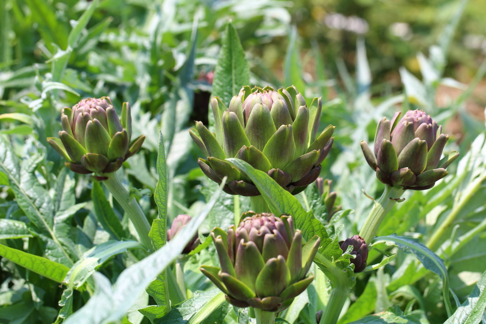 Artichoke Extract