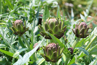 Artichoke Extract