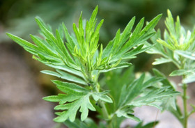 Artemisia extract