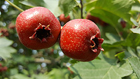 Hawthorn fruit extract