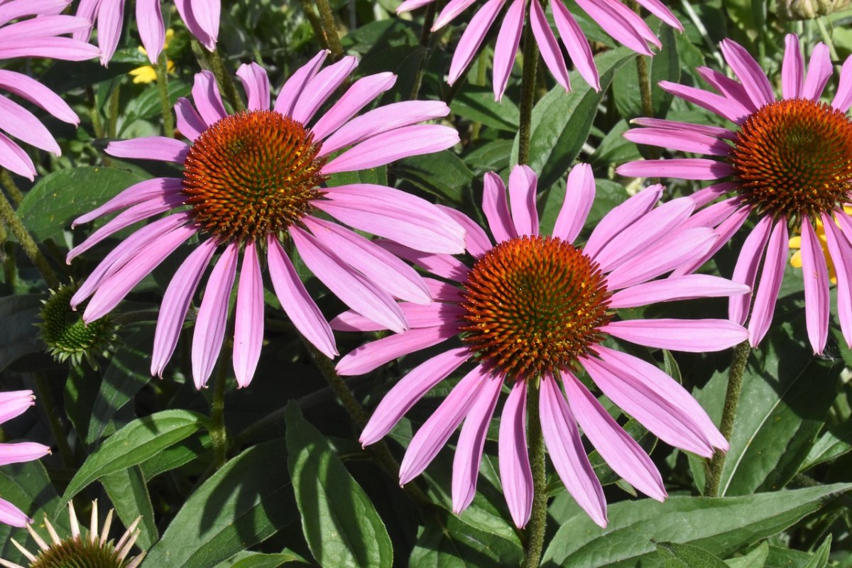 Echinacea Purpurea Extract