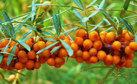 Sea-buckthorn Extract