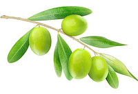 Olive Extract