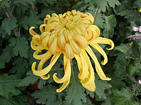 Chrysanthemum Extract