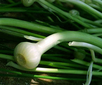 Longstamen Onion Extract