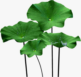 Lotus Leaf Extract