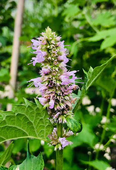 Agastache Rugosus Extract