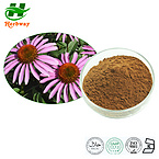 Echinacea Angustifolia Extract