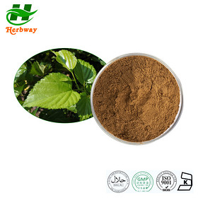 Mulberry Leaves Extract