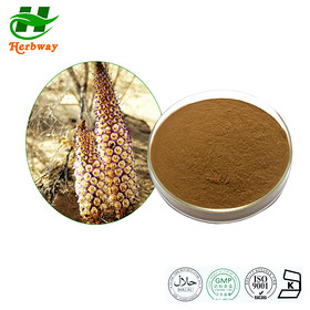 Desert cistanche powder