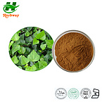 IVY Leaf Extract