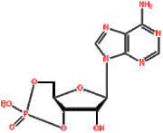 Adenosine Cyclophosphate