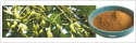 Sophora Fruit Extract