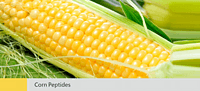 Corn Peptides