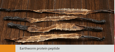 Earthworm protein peptide