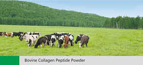 Bovine Collagen Peptide Powder