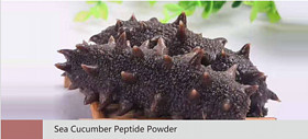 Sea Cucumber Peptide Powder